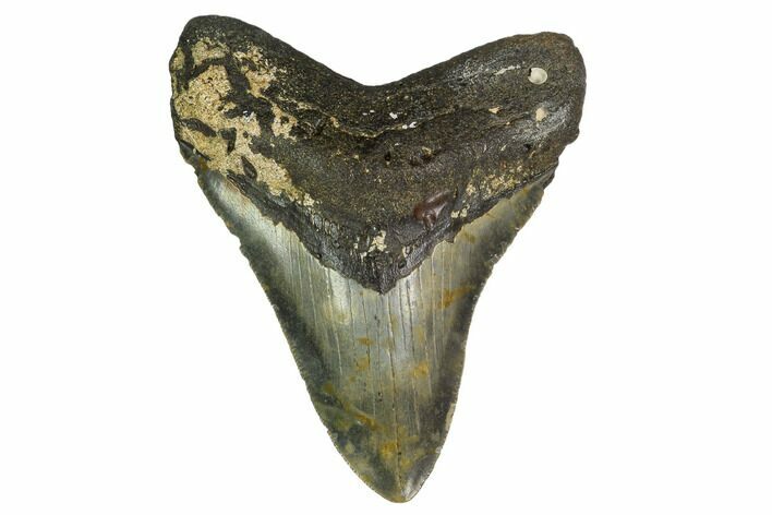 Fossil Megalodon Tooth - North Carolina #145445